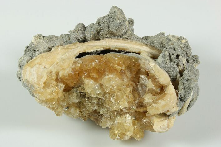 Fossil Clam with Fluorescent Calcite Crystals - Ruck's Pit #191763